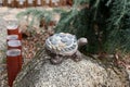 Turtle ornament on granite rock