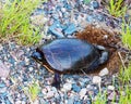Turtle Painted Photo.  Turtle painted laying turtle eggs. Painted turtle profile view Royalty Free Stock Photo