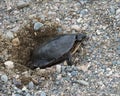Turtle Painted Photo.  Turtle painted laying turtle eggs. Painted turtle profile view Royalty Free Stock Photo