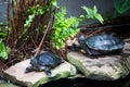Turtle pair