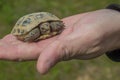 Turtle on the palm. Little steppe tortoise in spring, Almaty, Kazakhstan