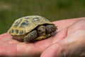 Turtle on the palm. Little steppe tortoise in spring, Almaty, Kazakhstan