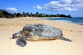 Turtle in paradise