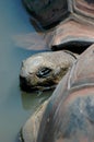 Turtle peeking out of water Royalty Free Stock Photo