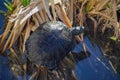 Turtle Perched on cluster of reeds in wetlands pond.