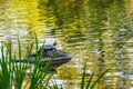 Turtle perched on a rock looking out over a serene pond with abstract fall reflections