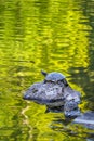 Turtle perched on a rock looking out over a serene pond with abstract fall reflections