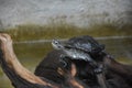 Turtle perched on rocks basking in sunlight