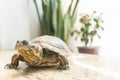 Turtle with Plants Background