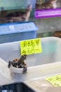 Turtle Pet on Sale at Tung Choi Street, Hong Kong