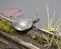 Turtle Photo Stock. Painted turtle on a log in the pond with lily pads, moss and displaying its turtle shell, head, paws in its Royalty Free Stock Photo