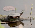 Turtle Photo Stock. Painted turtle on a log in the pond with lily pads, moss and displaying its turtle shell, head, paws in its Royalty Free Stock Photo