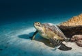 The turtle photograph I caught underwater in the Maldives, the fins and the back are delightfully patterned