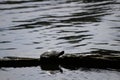 Turtle on the piece of old wood over the river water under the sunlight Royalty Free Stock Photo