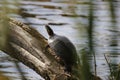 Turtle on the piece of old wood over the river water under the sunlight Royalty Free Stock Photo