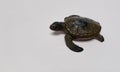 Turtle plastic toy Royalty Free Stock Photo