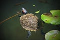 Turtle in a pond