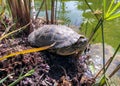 Turtle at the pond.