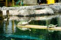 A pond and turtle