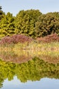 Turtle Pond Reflections