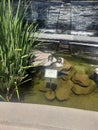 Turtle pond at the Santa Anita Westfield Mall Promenade