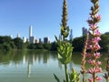 Turtle Pond in Summer in Central Park. Royalty Free Stock Photo