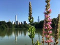 Turtle Pond in Summer in Central Park. Royalty Free Stock Photo