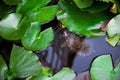Turtle in the pond with Water lily leafs. Small turtle swimming in a river