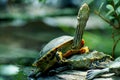 Turtle power Royalty Free Stock Photo