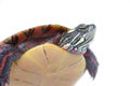 Turtle Power Royalty Free Stock Photo