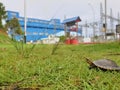 Turtle in power plant Royalty Free Stock Photo