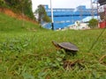 Turtle in power plant Royalty Free Stock Photo