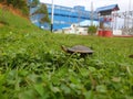 Turtle in power plant Royalty Free Stock Photo