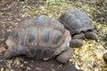 Turtle in prison island reservation