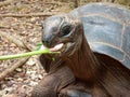 Turtle in prison island reservation