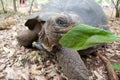 Turtle in prison island reservation