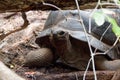 Turtle in prison island reservation