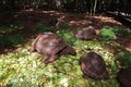 Turtle in Prison Island of Zanzibar, Tanzania