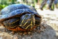 Turtle (Pseudemys concinna) Royalty Free Stock Photo