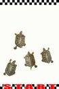 Turtle race