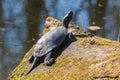 A turtle with a raised head basks in the bright spring sun on the mossy shore of the pond.