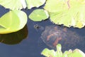 Turtle feeding in the wetlands 2