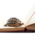 Turtle reading a book in white background Royalty Free Stock Photo