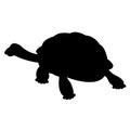 Turtle realistic vector Flat Style black silhouette