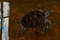 Giant rare turtle with red dot shield in the water