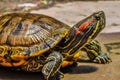 Turtle Royalty Free Stock Photo