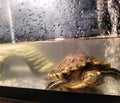 Turtle red eared slider reptile aquarium