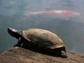 Turtle and red fish Royalty Free Stock Photo