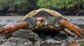 A turtle with a red and orange shell sitting on top of rocks, AI Royalty Free Stock Photo