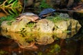 Turtle Reflection Royalty Free Stock Photo